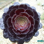 Our_garden_009
