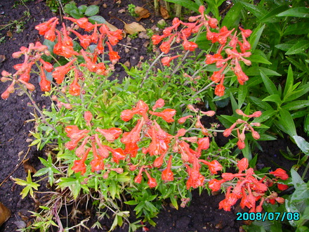 Delphinium Nudicaule (Delphinium Nudicaule)