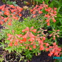 Garden_flowers_003