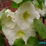 Garden_flowers_002