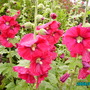 Garden_flowers_001