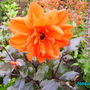 Garden_flowers_004