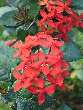 Ixora (Ixora)
