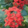 Ixora (Ixora)