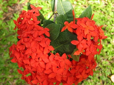 Red Ixora (Ixora)