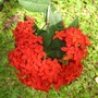 Red Ixora (Ixora)