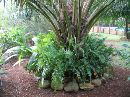 Ferns (Elaeis guineensis (African Oil Palm))