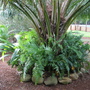 Ferns (Elaeis guineensis (African Oil Palm))