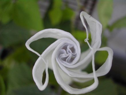 Moon Flower starting to open (Datura innoxia (Angels Trumpet))