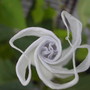 Moon Flower starting to open (Datura innoxia (Angels Trumpet))