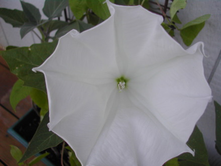 Moon Flower Open (Datura innoxia (Angels Trumpet))