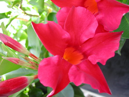 Mandevilla (Mandevilla)