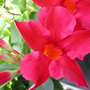 Mandevilla (Mandevilla)