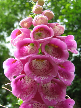 Up a Foxglove - Dismal July day in Cornwall (Digitalis purpurea (Common foxglove))