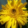 Gerbera