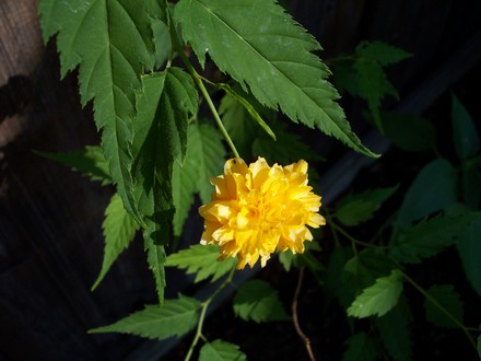 Kerria japonica?