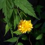 Kerria japonica?