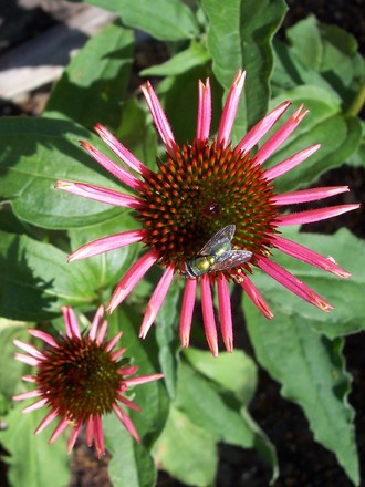 Echinacea sunset