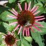 Echinacea sunset