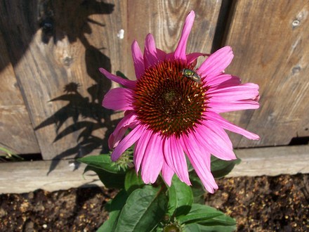 Echinacea (Echinacea purpurea (Coneflower))