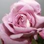 Rose   Blue Moon 