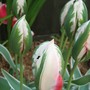 Back to the tulips again!