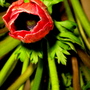 Anemone (Anemone)