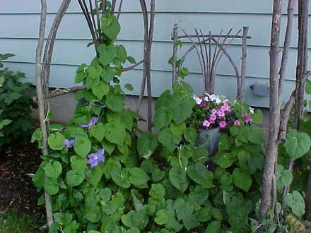 Our twig arbor with clematis and morning glory...