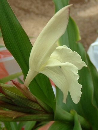 fl75.jpg