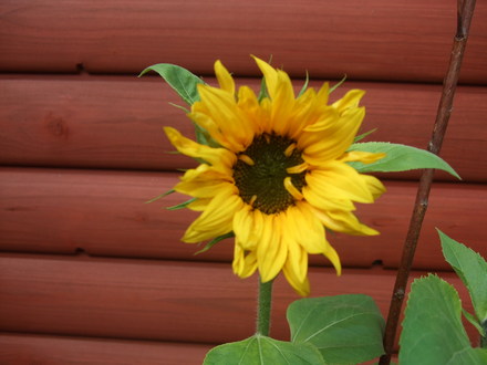 nicole,s sunflower