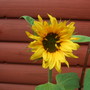 nicole,s sunflower