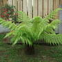 A garden flower photo