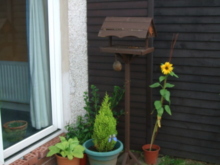 A garden flower photo