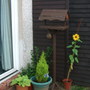 A garden flower photo