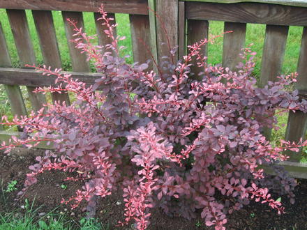 A garden flower photo
