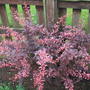 A garden flower photo