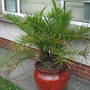 A garden flower photo