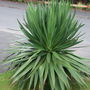 A garden flower photo