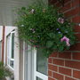 A garden flower photo