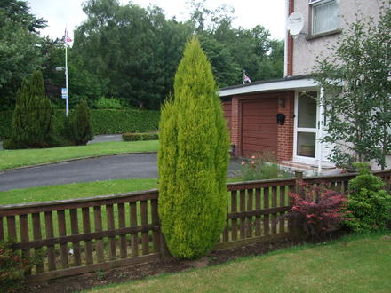 A garden flower photo