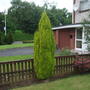 A garden flower photo