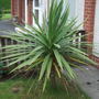 A garden flower photo