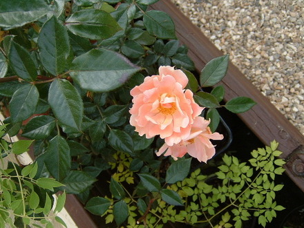 fl83a.jpg