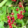 Red currants