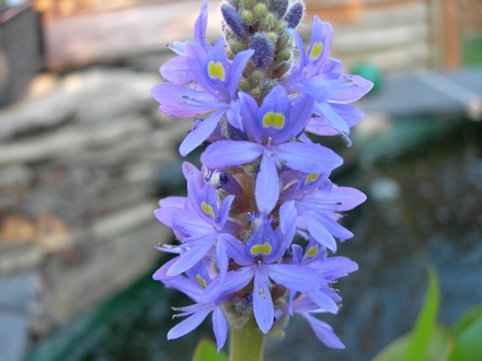 DSCN0585.jpg