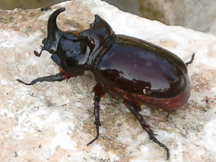 Rhinoceros Beetle