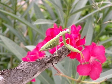 Praying Mantis on Oleander flower