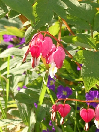 Dicentra [Bleeding Heart]