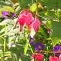 Poppy_kitten_and_spring_garden_2008_017