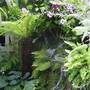 View of one of the tree ferns. July 2008 (Dicksonia antarctica (Soft tree fern))